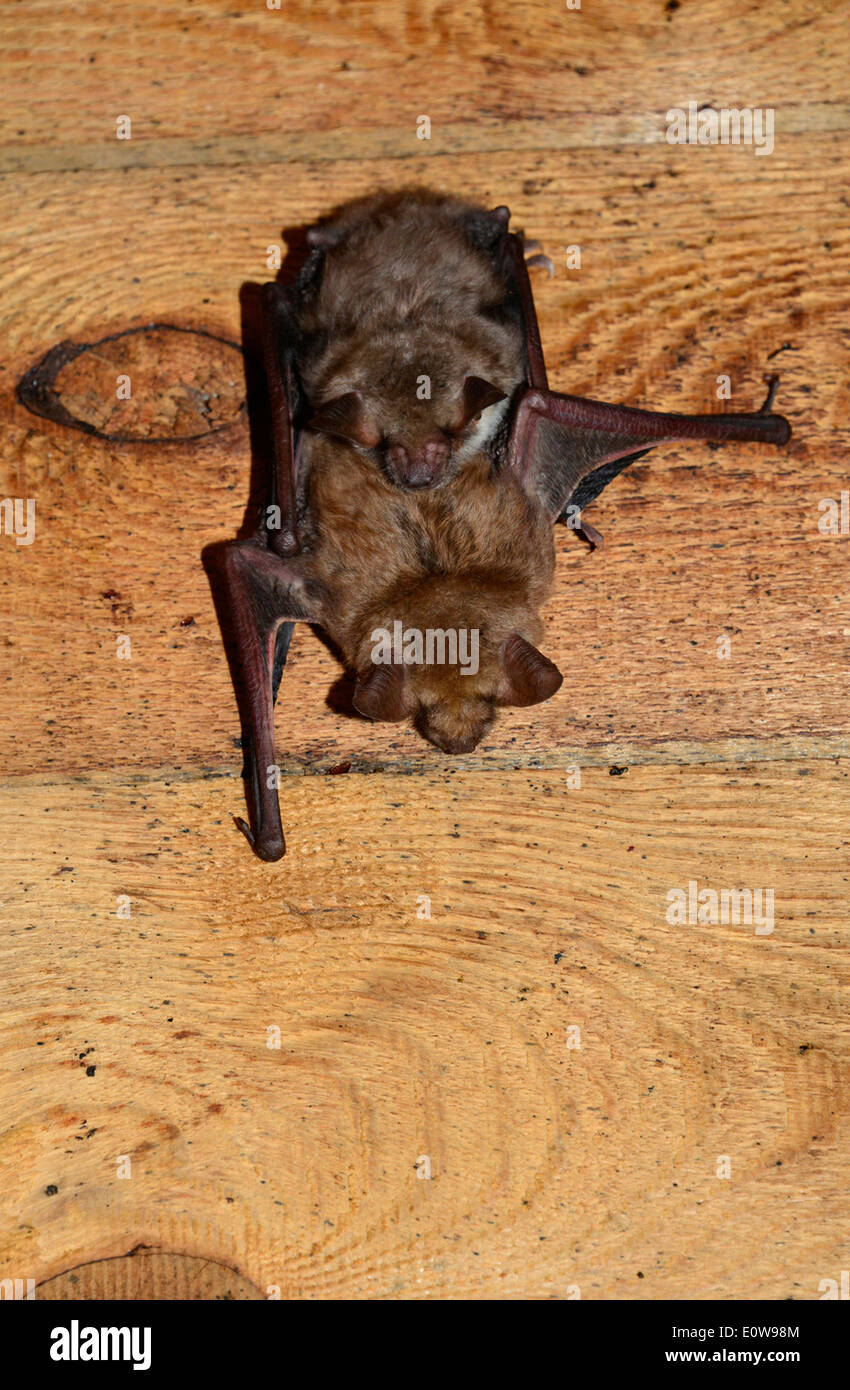 Greater Mouse-eared Bat (Myotis myotis). Mother with nearly full-grown young under the roof of a church. Germany Stock Photo