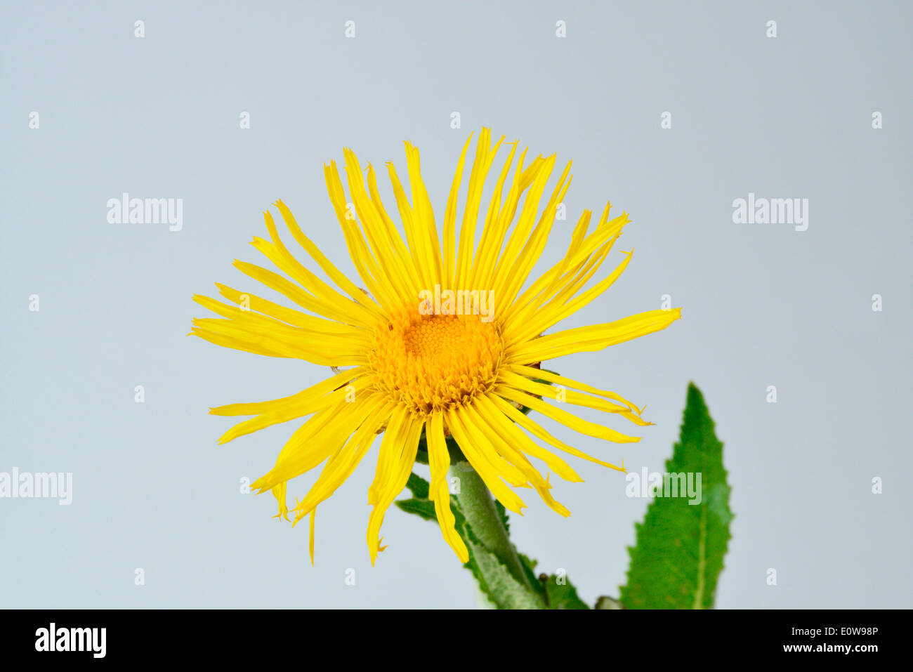 Elecampane (Inula helenium), flower. Studio picture against a white background Stock Photo