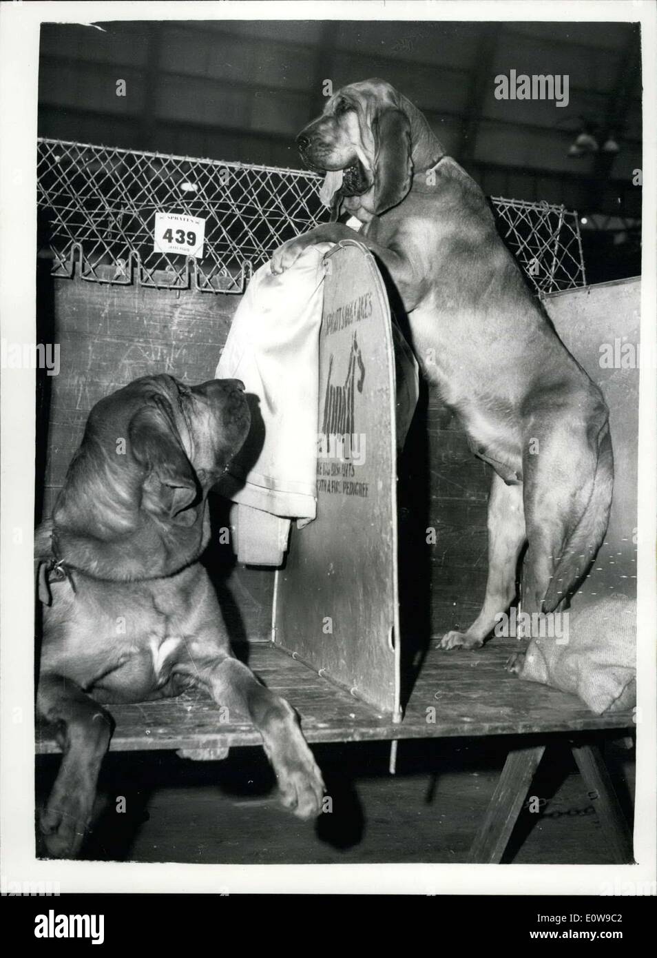 Feb. 09, 1962 - Cruft's Dog Show Opens Today: Cruft's Dog Show- claimed to be the biggest in the World - opened this morning at Stock Photo