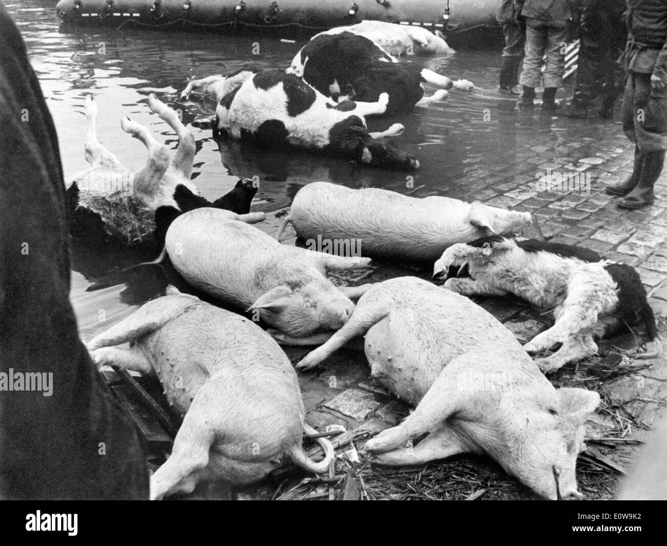 Livestock drowned in the North Sea Flood Of 1962 Stock Photo