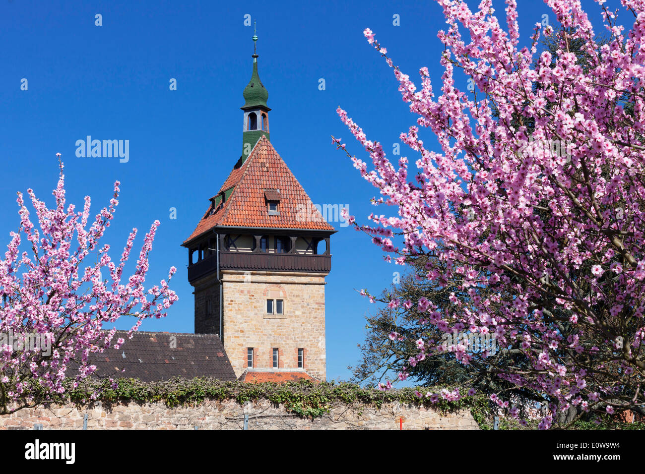 Geilweiler Hof, blossoming almond trees, Siebeldingen, German Wine Route, Rhineland-Palatinate, Germany Stock Photo