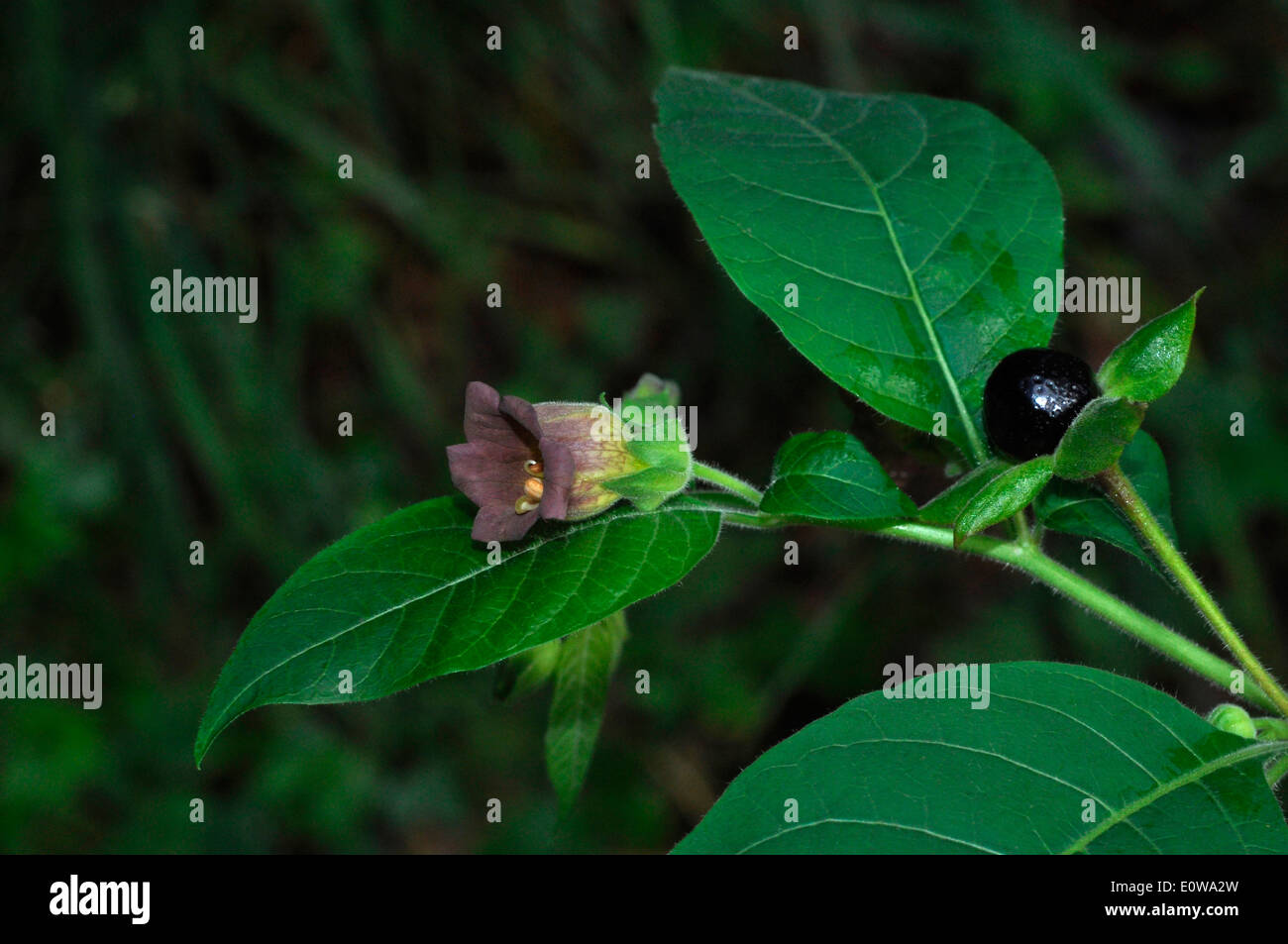 Belladonna, Deadly Nightshade, Devil's Cherry (Atropa bella-donna), twig with fruit and flower. Germany Stock Photo