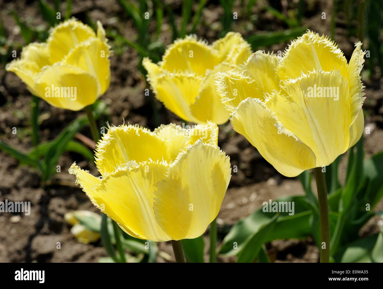 The bright yellow flowers of tulips in the spring Stock Photo - Alamy