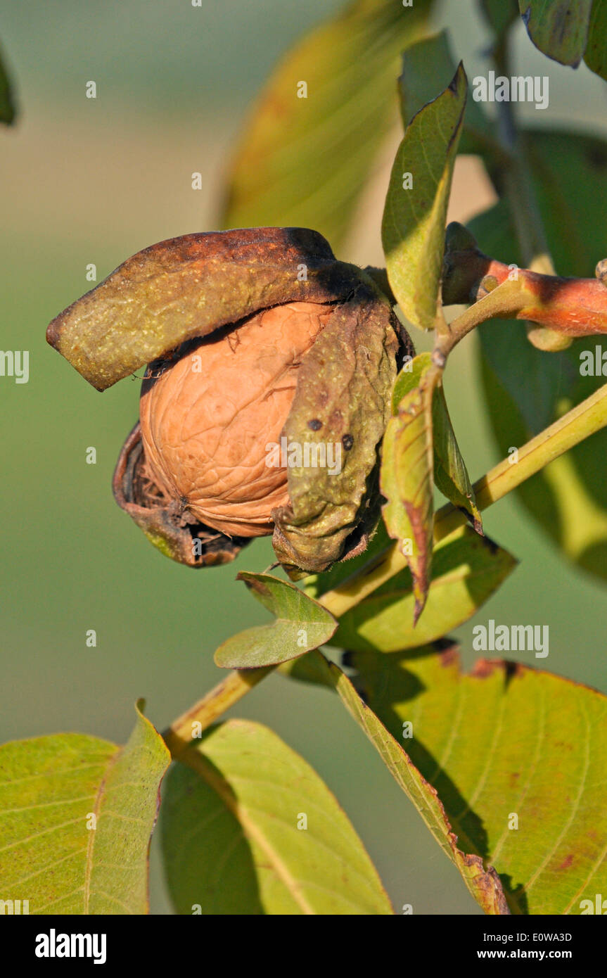 English Walnut, Persian Walnut (Juglans regia). Fruit with green husk