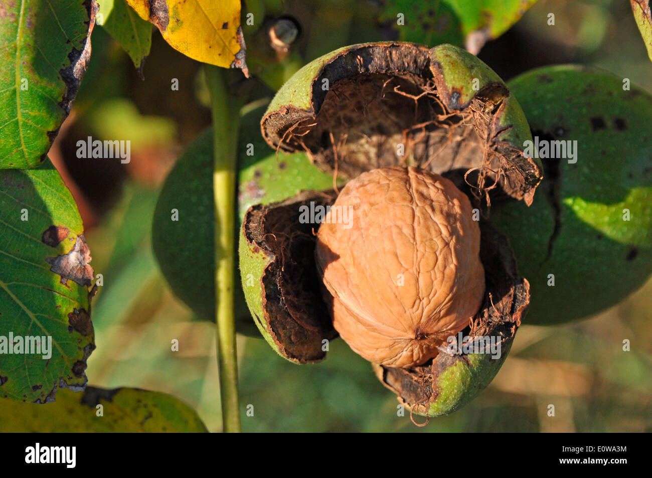 English Walnut, Persian Walnut (Juglans regia). Fruit with green husk and brown nut on a tree. Germany Stock Photo