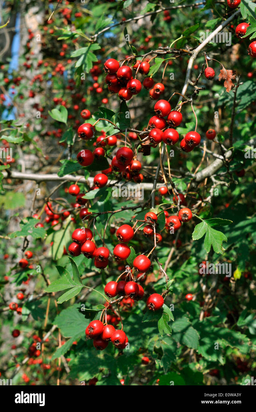 Hawthorn berries crataegus sp hi-res stock photography and images - Alamy