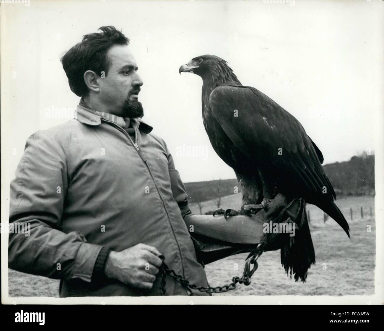 Apr. 04, 1962 - Philip has the job of ''Untaming'' the golden eagle; The golden eagle is a rare bird on these shores and even rarer, is a tame one. Crofter Donald Mac Isaac of Benbecukak (North Scotland) was responsible for catching one. He tamed her and gave her the name ''Mrs, Murdoch'' - and she is 11 months old. The authorities heard about ''Mrs. Murdoch'' birds so back to nature she must go. The job of preparting ''Mrs. Murdoch'' to return to her natural state has been given to Philip Glazier of Whiteface, or Bonar Ridge, Sutherland Stock Photo