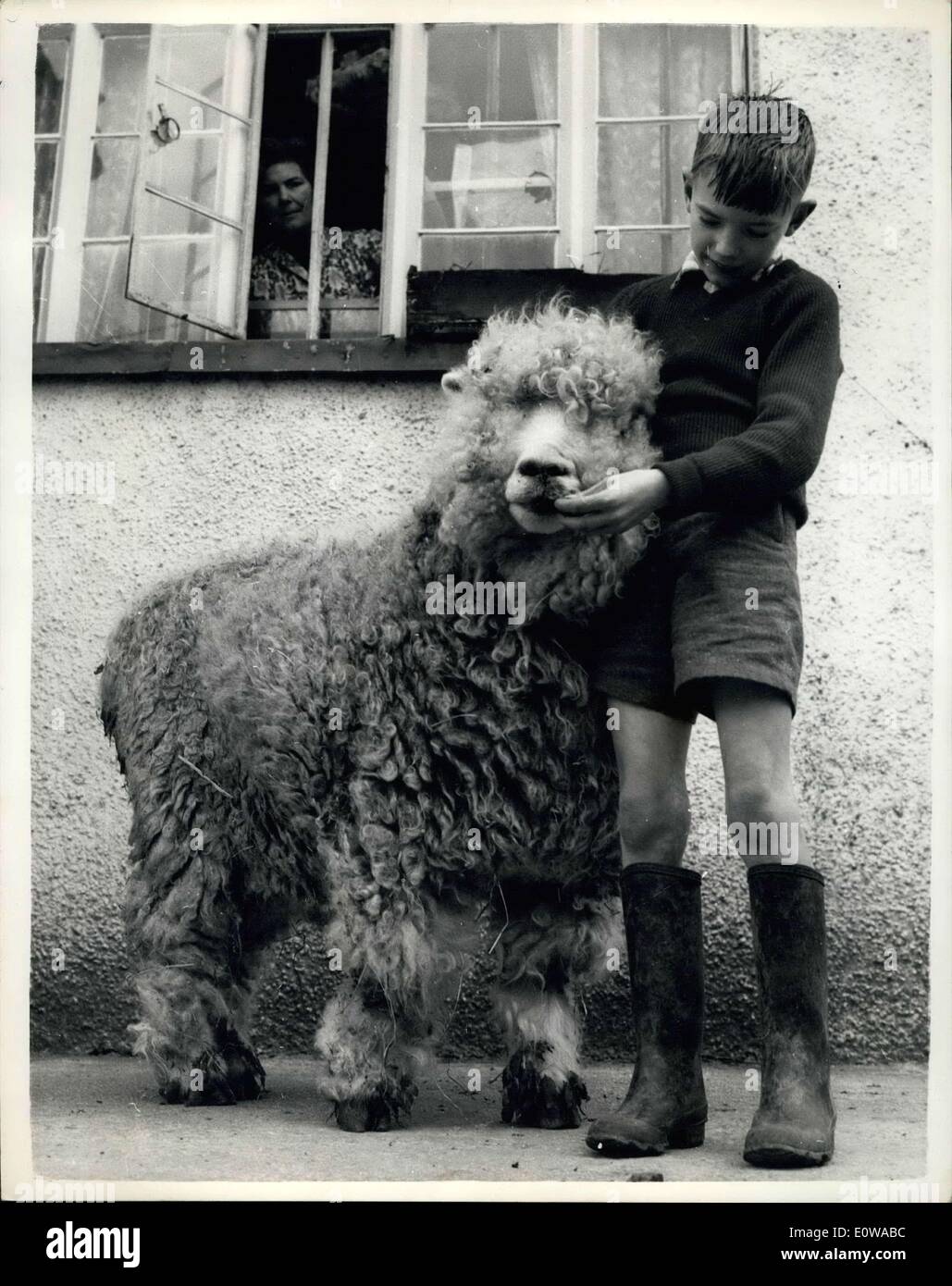 Mar. 15, 1962 - 15-3-62 Heavyweight champion of the Sheep Stakes. Heavyweight champion of Great Britain in the sheep stakes ,that is, is 1-year old, 17-stone ewe who is the pride and joy of the Payne family who have a farm at Ashcombe, Devon. This sheep is a family pet and prefers licorice all sorts and baked potatoes to plain grass. Photo Shows: Wild and wooly, keeping her strength up with a tidbit of licorice give her by Ian Payne. Stock Photo