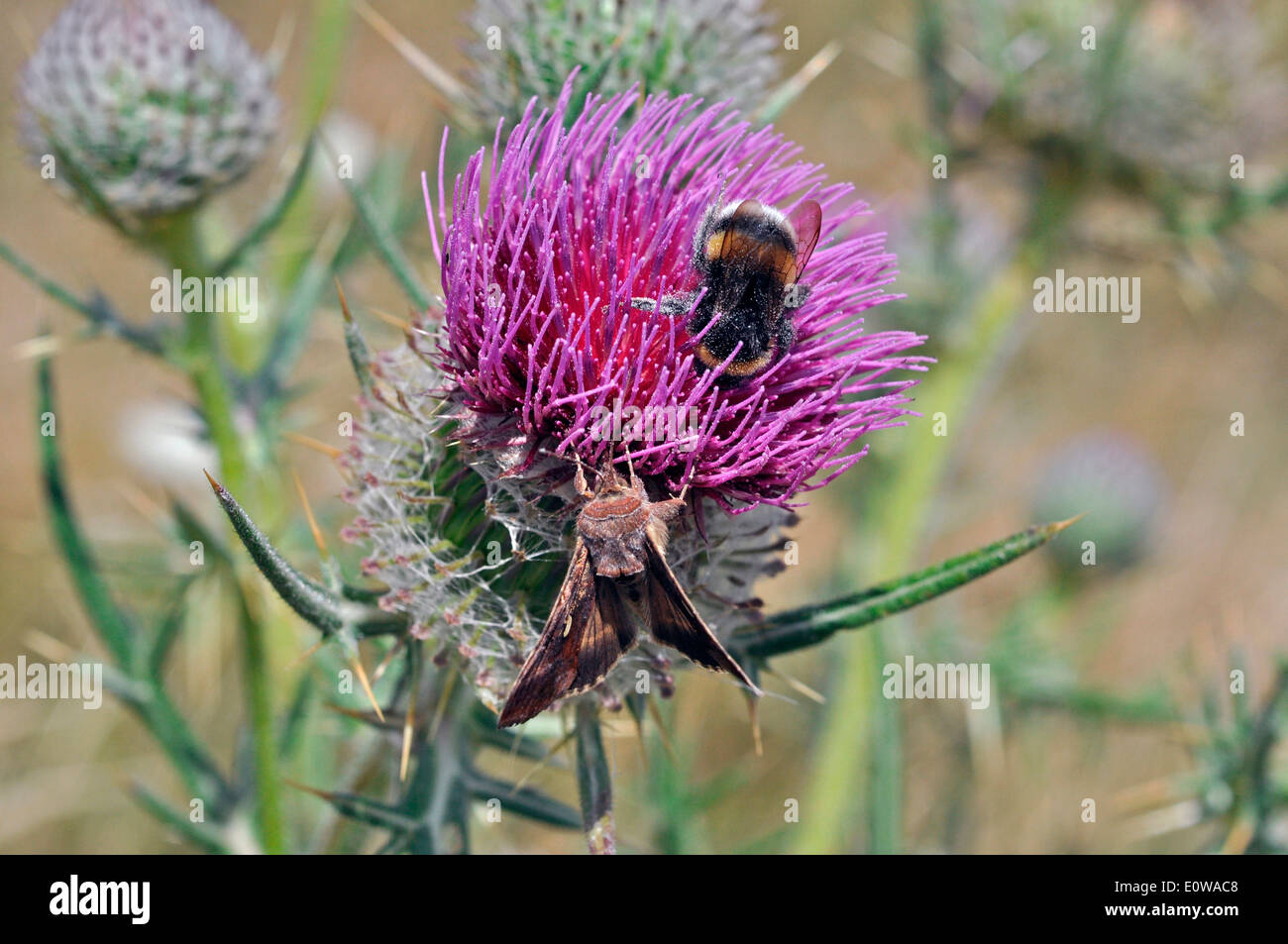 Woolly Thistle (Cirsium eriophorum), flower with Bumble Bee and moth. Germany Stock Photo