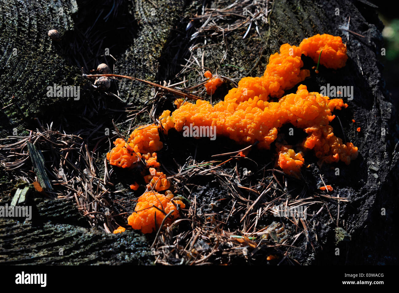 Jelly Fungus (Dacrymyces stillatus) on a tree stump. ermany Stock Photo