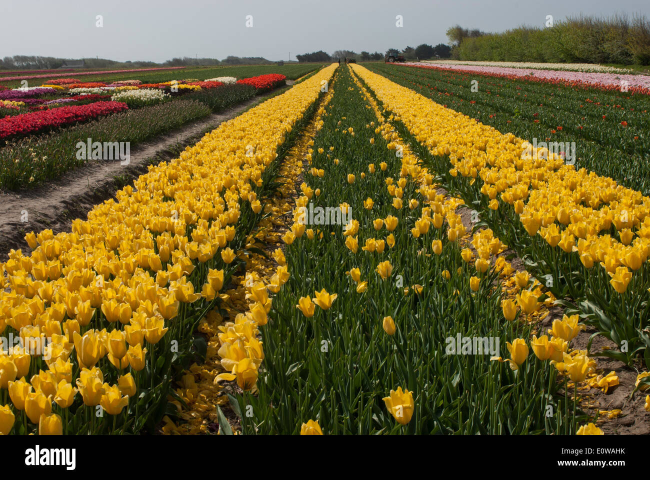 field of tulips Stock Photo - Alamy