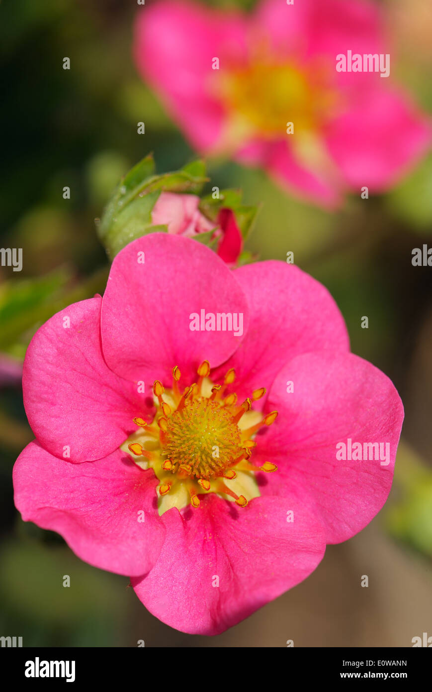 Pink flowers of strawberry varieties Toscana, close-up Stock Photo - Alamy