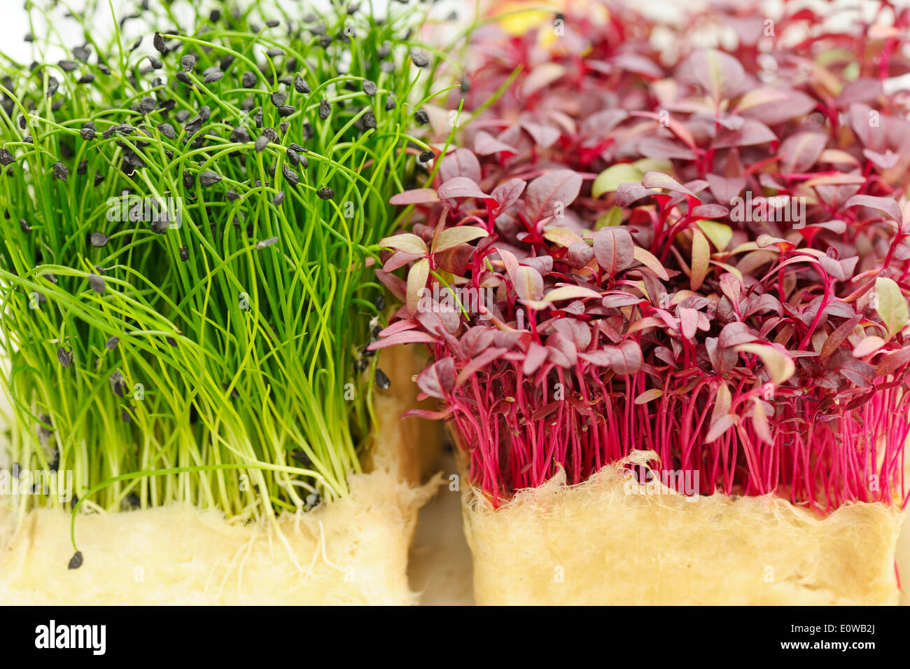 Cress varieties scarlet and rock chives on artificial substrate, close-up Stock Photo