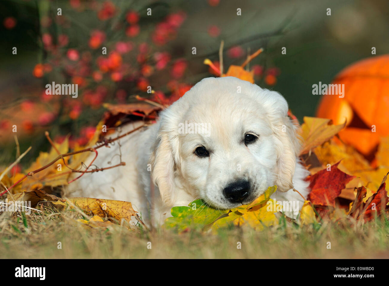 Golden retriever lying in leaves hi-res stock photography and images ...