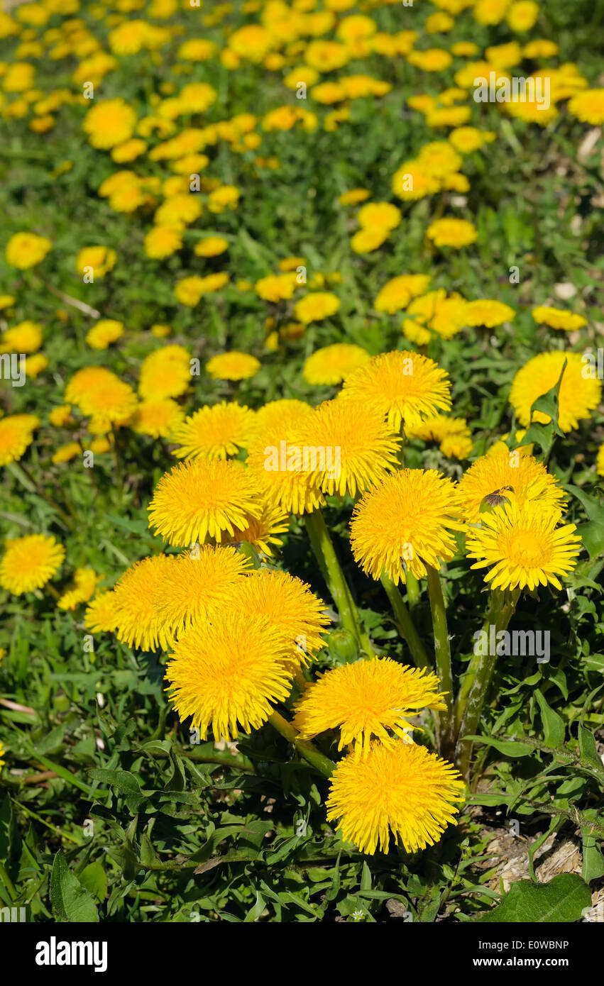 The bright yellow flowers of dandelions on a spring meadow Stock Photo