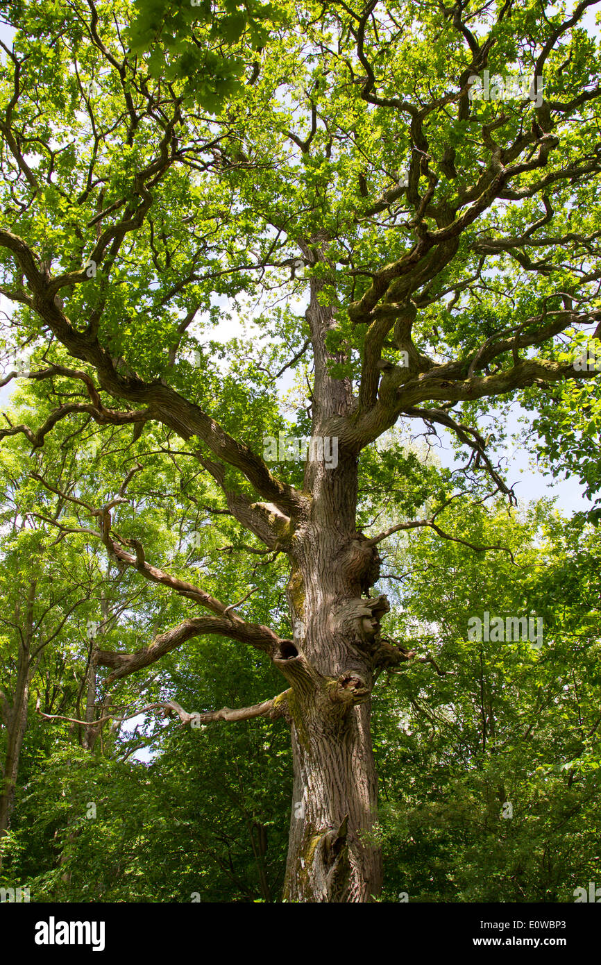 Oak (Quercus sp). Old gnarled tree in summer. Mecklenburg-Western Pomerania, Germany Stock Photo