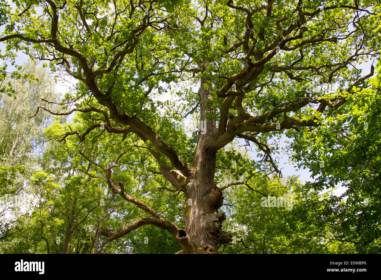 Old gnarled oak tree hi-res stock photography and images - Alamy