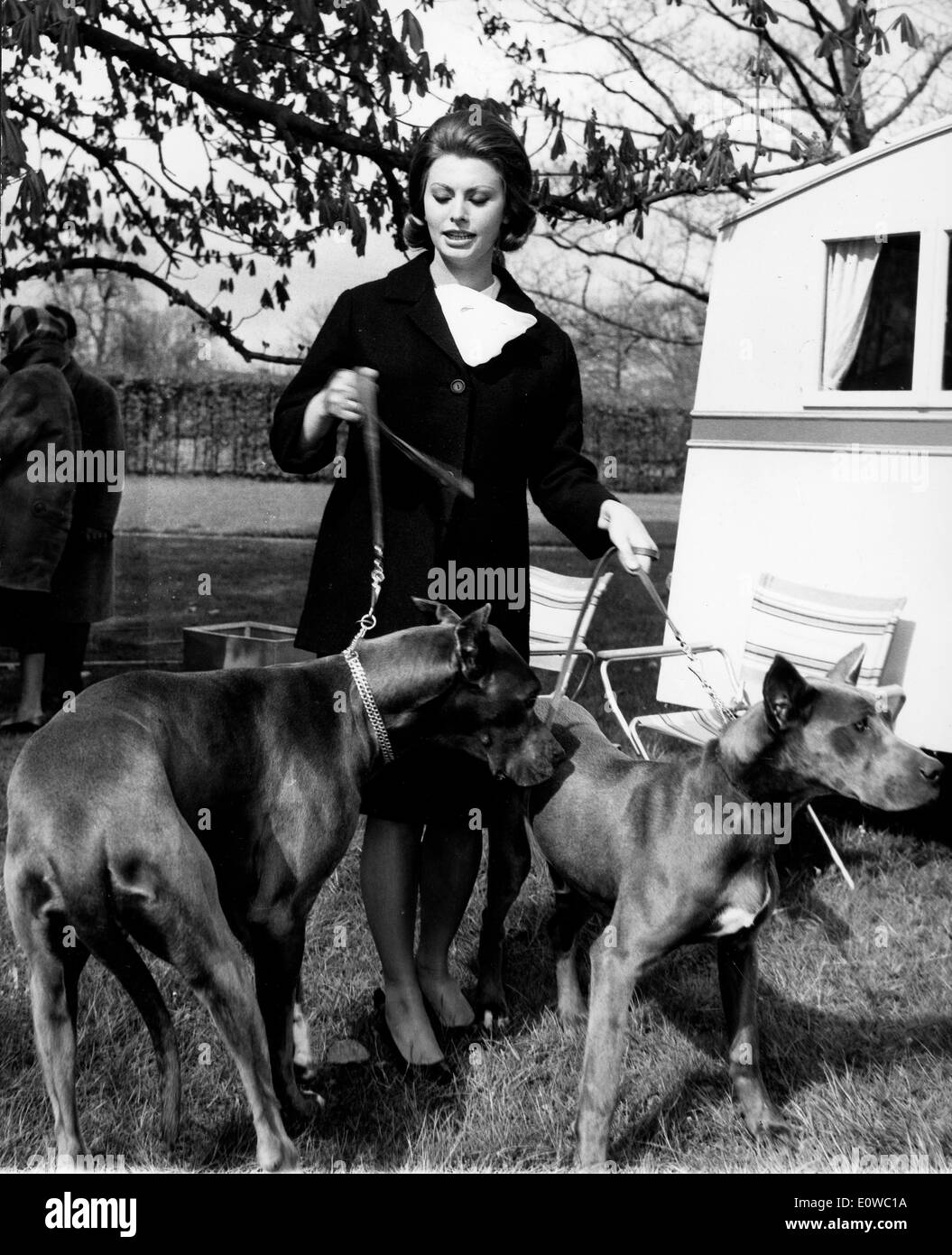 Actress Sophia Loren walking her Great Danes on a film set Stock Photo