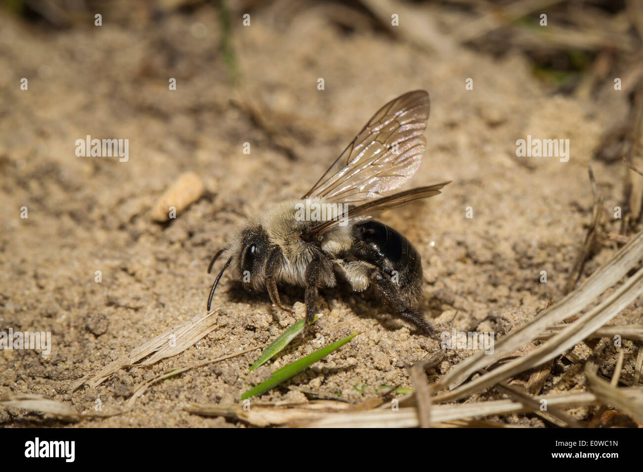 Mining Bee (Andrena vaga), female at nest burrow. Germany Stock Photo