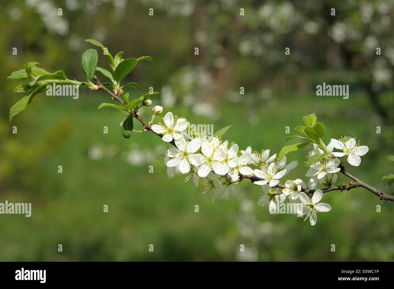 Branch of blossoming cherry in the spring Stock Photo