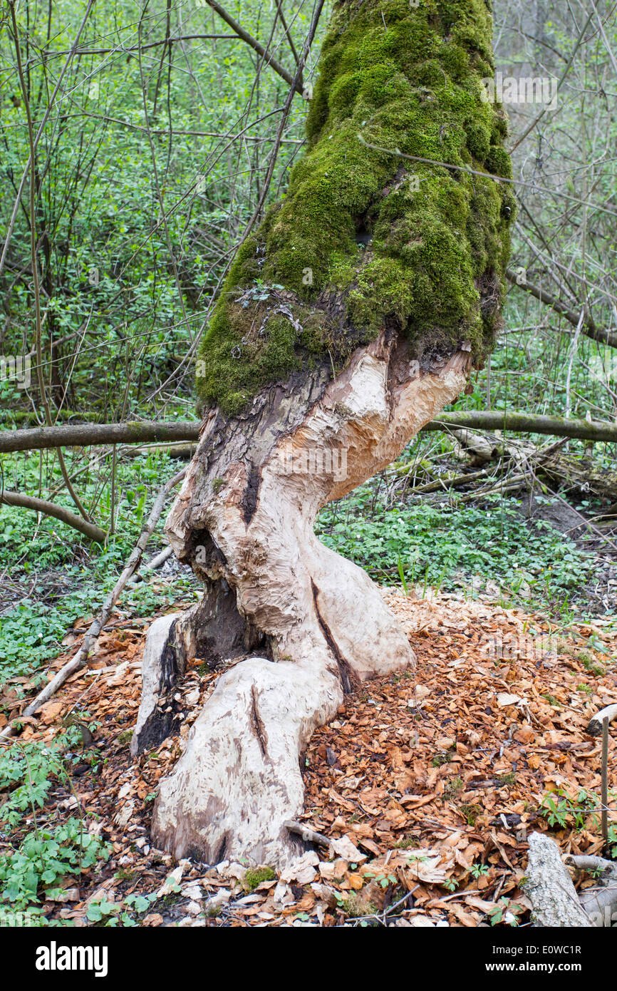 European Beaver (Castor fiber). Tree felled by a beaver. Germany Stock Photo