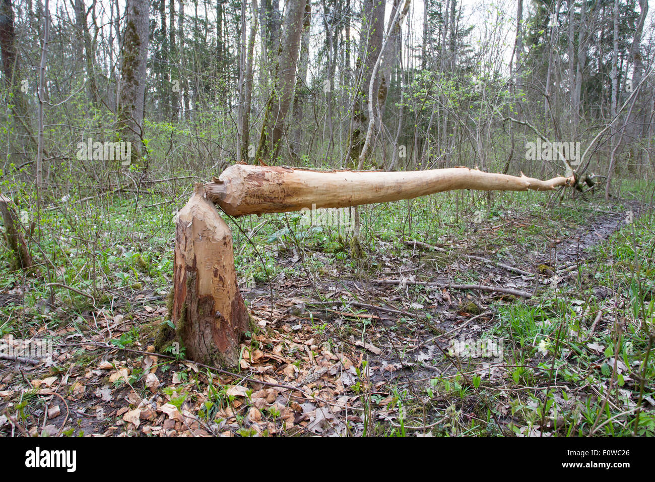 European Beaver (Castor fiber). Tree felled by a beaver. Germany Stock Photo