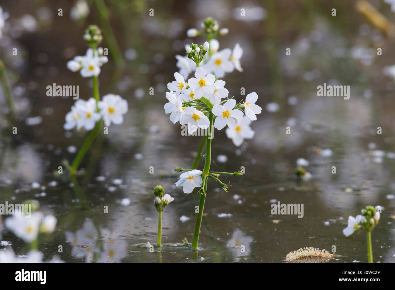 Water Violet, Featherfoil (Hottonia palustris), flowering plants. Germany Stock Photo