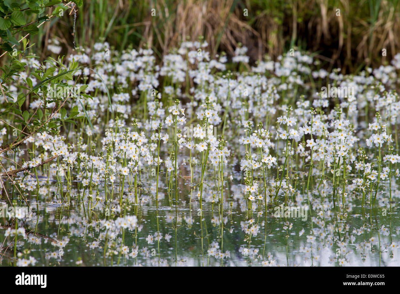 Water Violet, Featherfoil (Hottonia palustris), flowering plants. Germany Stock Photo