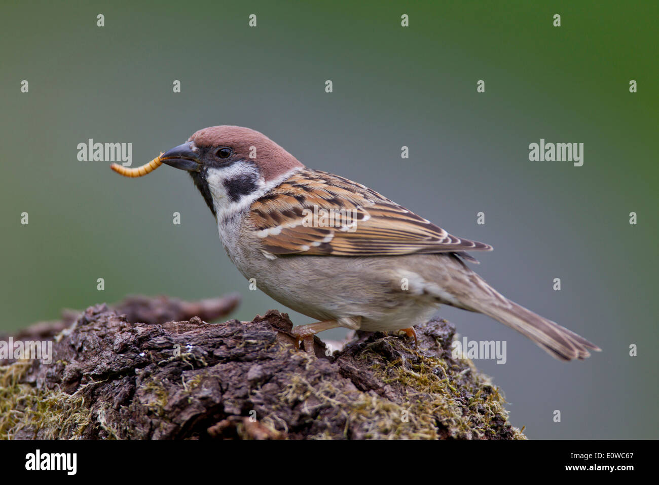 Tree Sparrow (Passer montanus) eating a mealworm. Germany Stock Photo