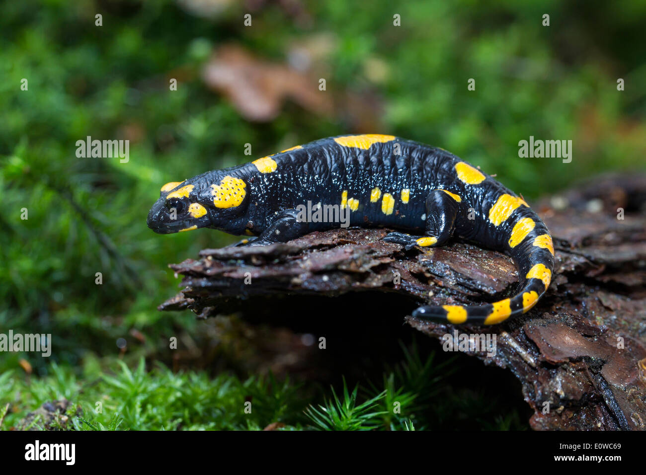 Fire Salamander (Salamandra salamandra) on a wet log. Germany Stock Photo