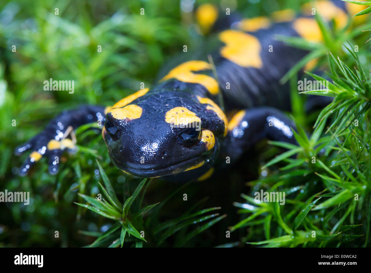 Fire Salamander (Salamandra salamandra) in moss. Germany Stock Photo