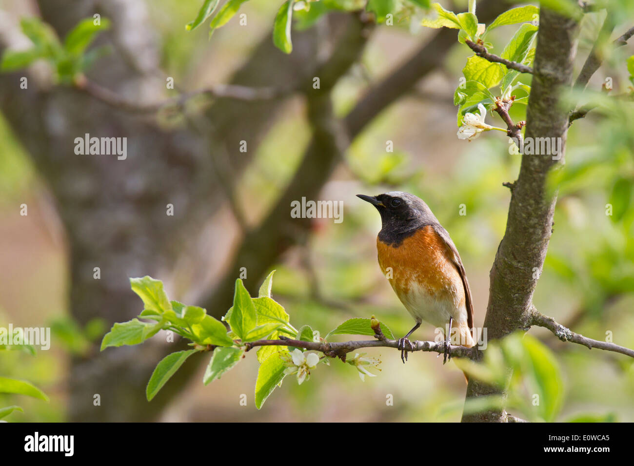 Common Redstart (Phoenicurus phoenicurus), male perched on a twig. Germany Stock Photo