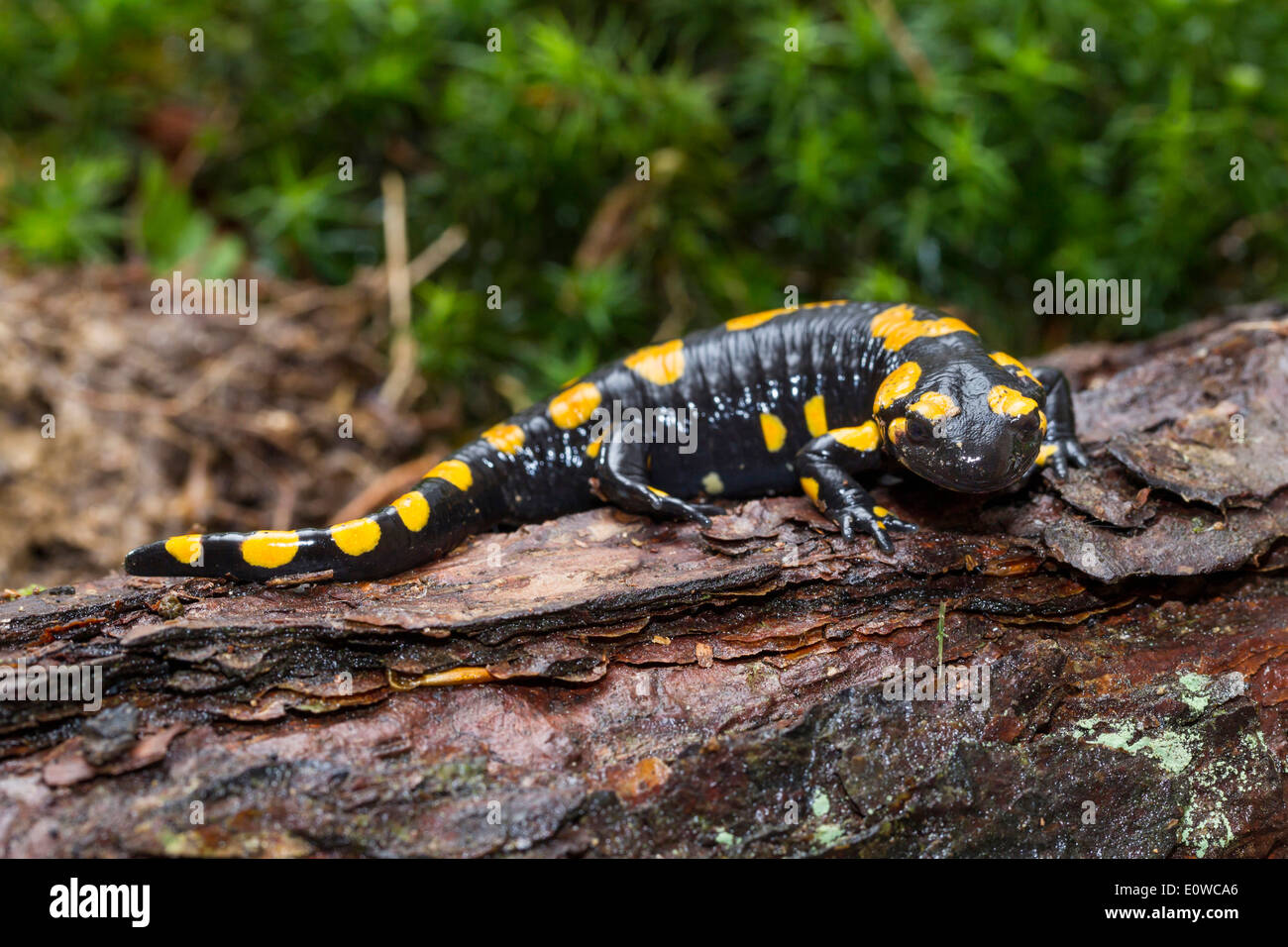 Fire Salamander (Salamandra salamandra) on a wet log. Germany Stock Photo