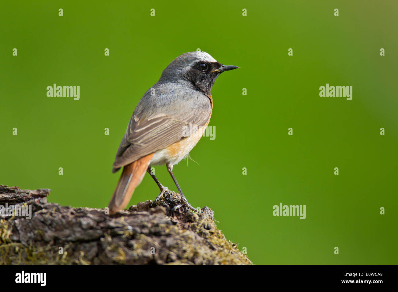 Common Redstart (Phoenicurus phoenicurus), male standing on soil. Germany Stock Photo