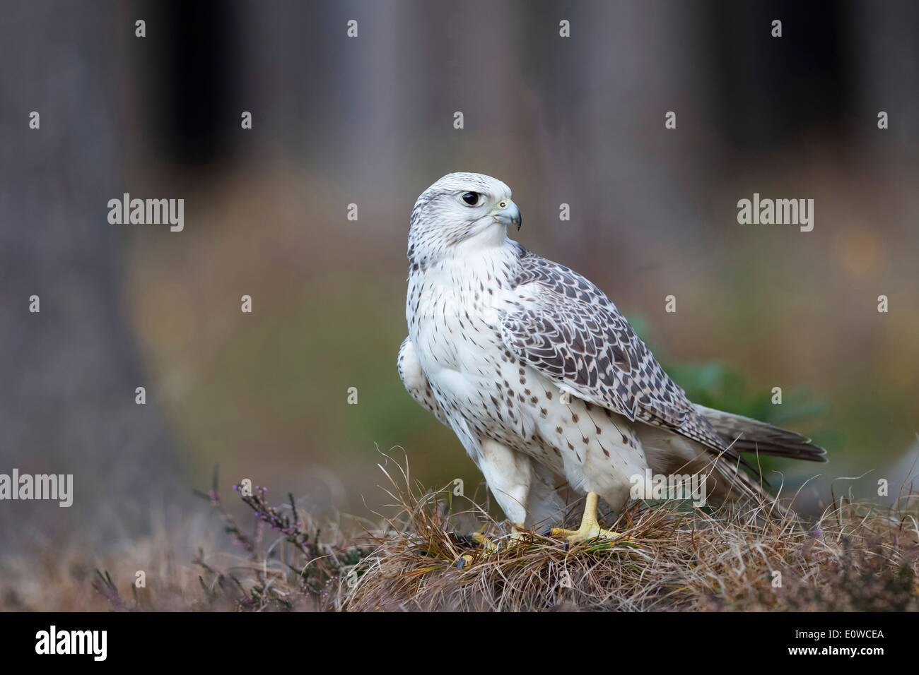 Gyrfalcon (Falco rusticolus) standing on dry vegatation. germany Stock Photo