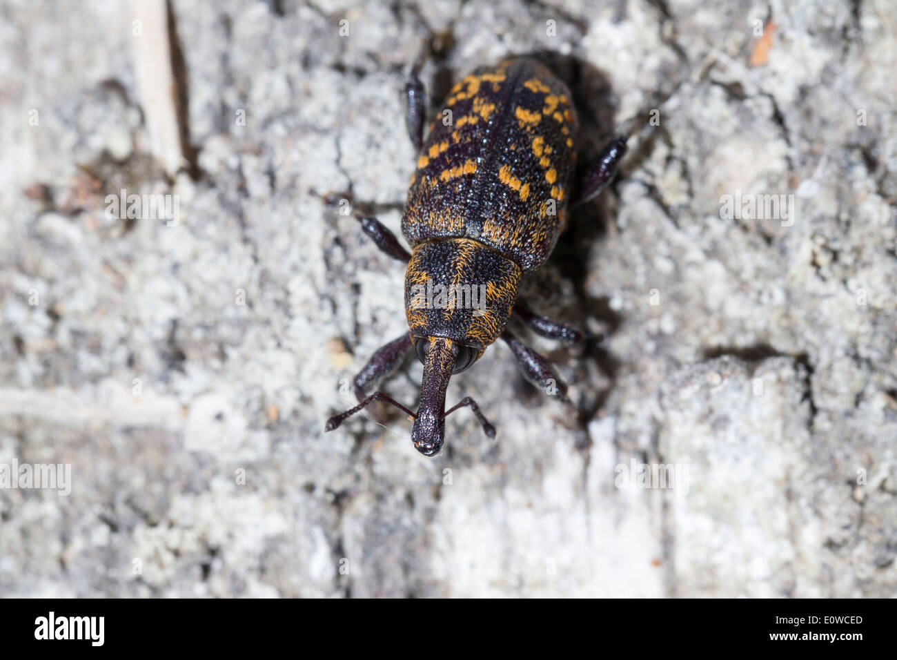 Large Pine Weevil (Hylobius abietis) on wood. Germany Stock Photo