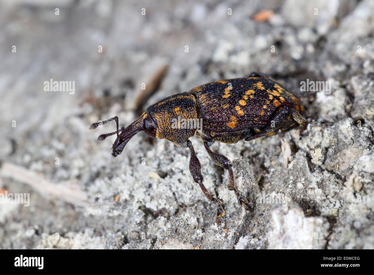 Large Pine Weevil (Hylobius abietis) on wood. Germany Stock Photo