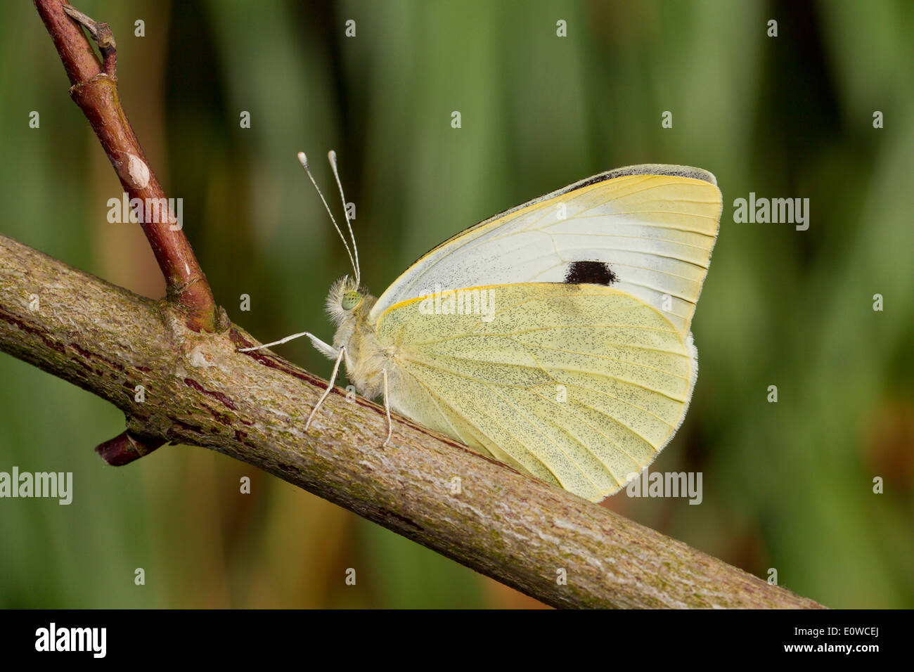 Large White (Pieris rapae). Female on a twig. Germany Stock Photo