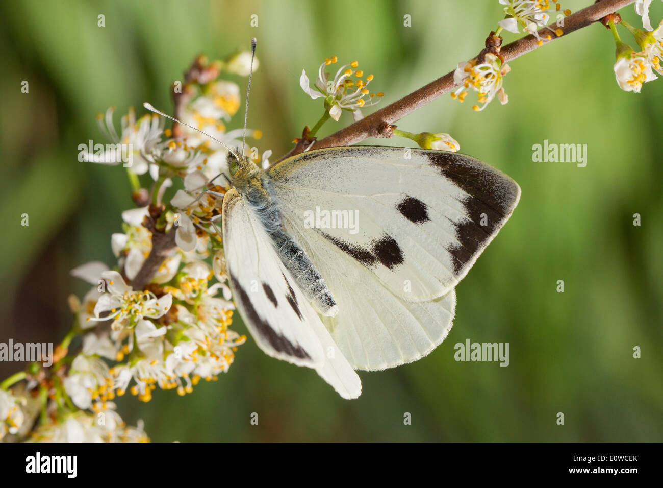 Large White (Pieris rapae). Female on a flowering twig. Germany Stock Photo