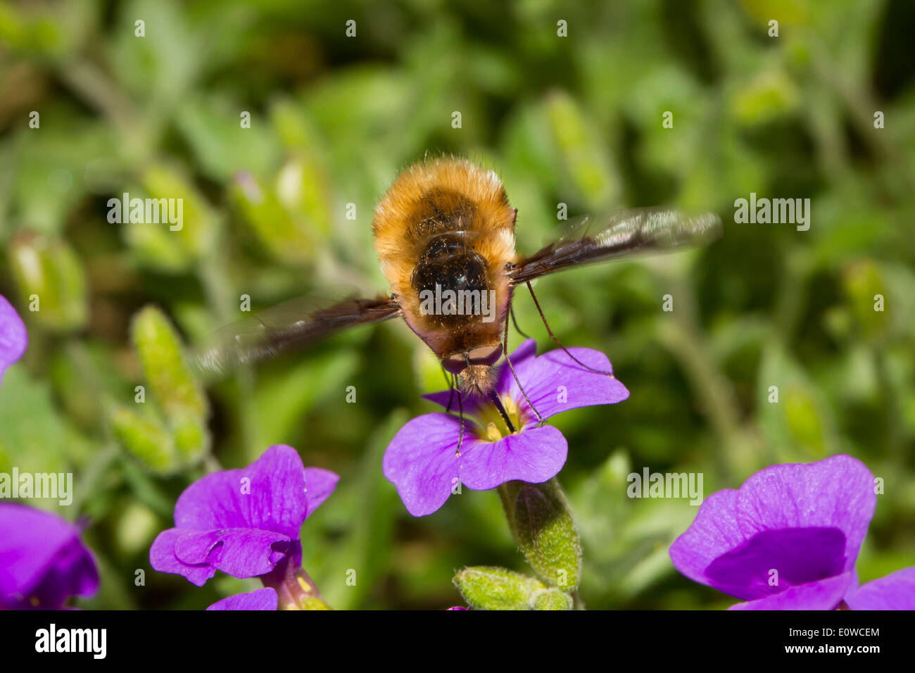 Large Bee Fly (Bombylius major) drinking nectar from an Aubrieta flower. Germany Stock Photo