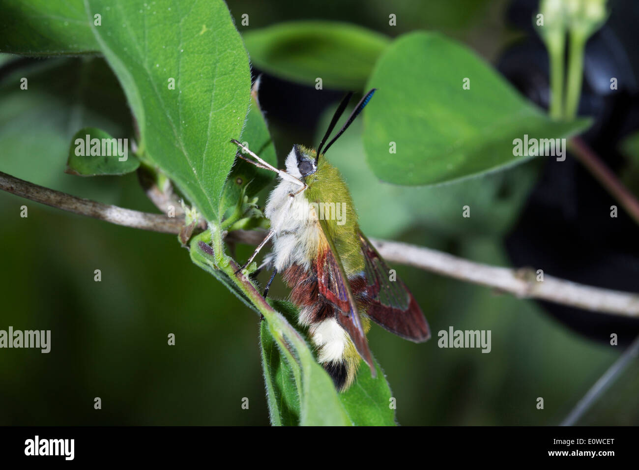 Broad-bordered Bee Hawkmoth (Hemaris fuciformis). Moth on Honeysuckle. Germany Stock Photo