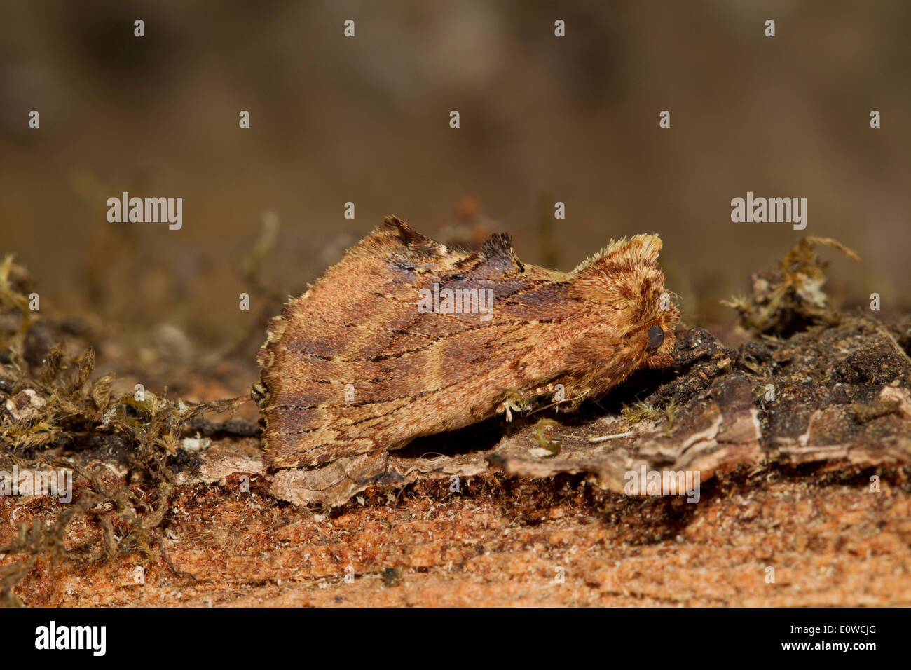 Coxcomb Prominent (Ptilodon capucina) well camouflaged on bark. Germany Stock Photo