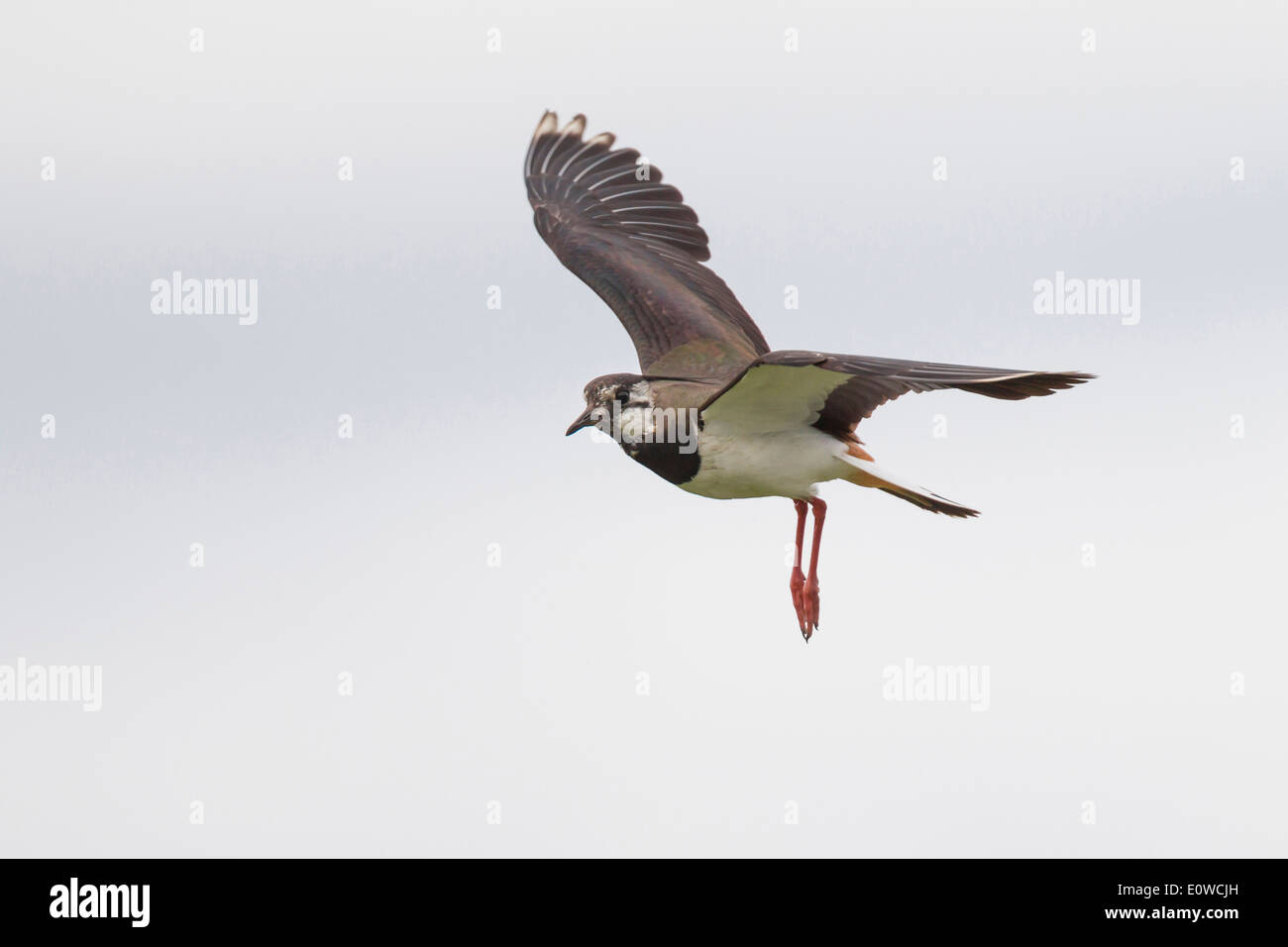 Lapwing (Vanellus vanellus) in flight. Germany Stock Photo