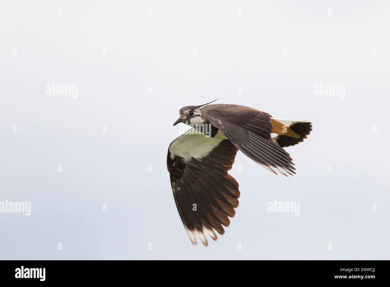 Lapwing (Vanellus vanellus) in flight. Germany Stock Photo