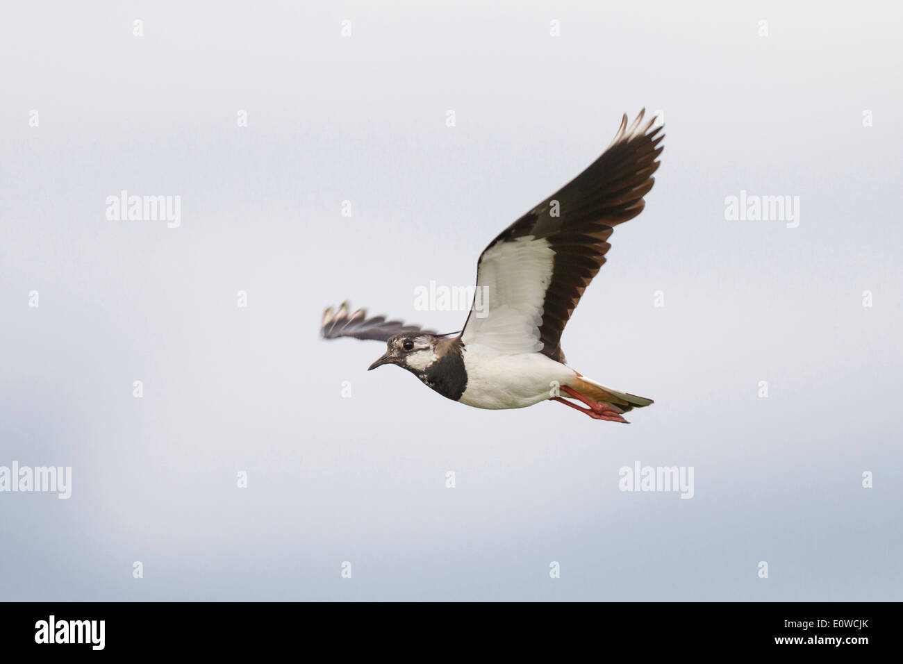 Lapwing (Vanellus vanellus) in flight. Germany Stock Photo