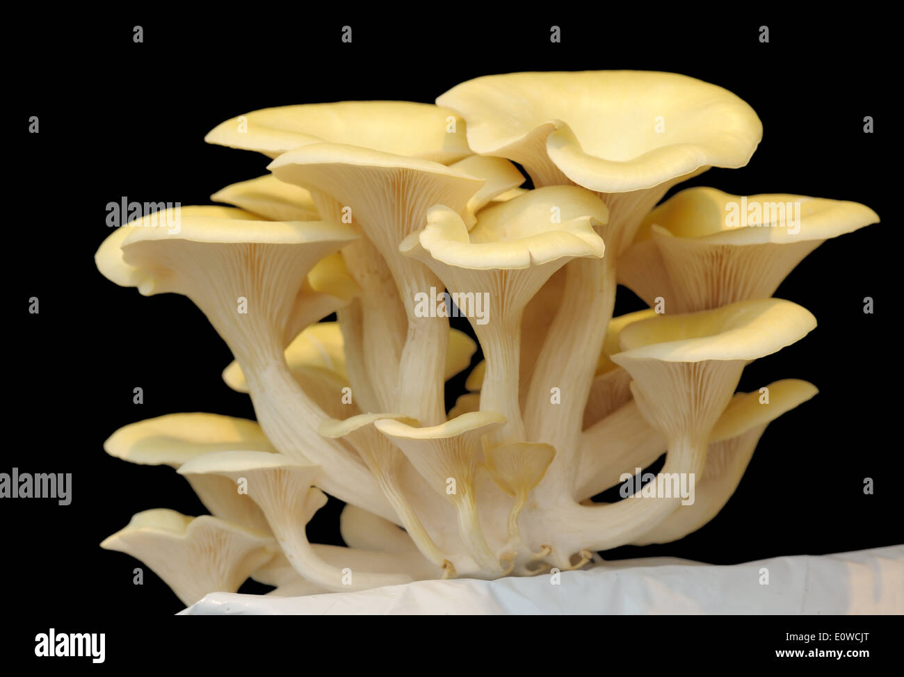 fruiting bodies of golden oyster mushroom, edible gilled fungus Stock