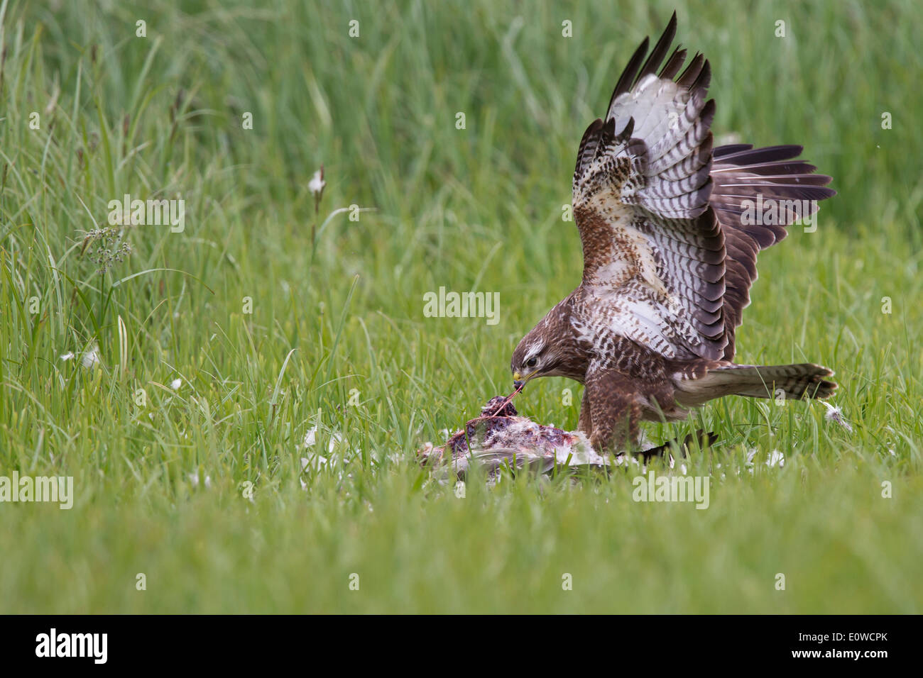 Buzzard (Buteo buteo) feeding a t a carcass. Germany Stock Photo