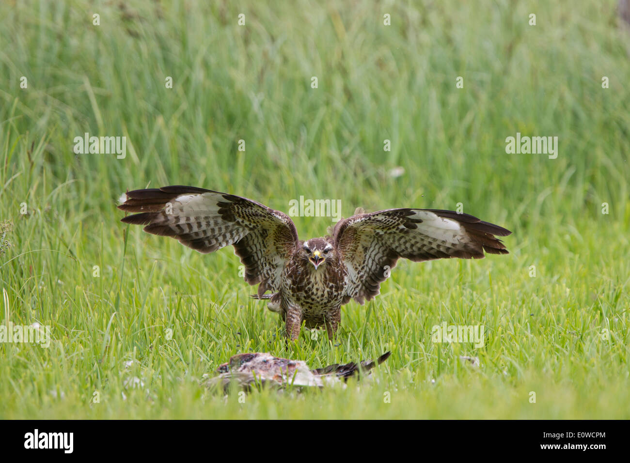 Buzzard (Buteo buteo) feeding a t a carcass. Germany Stock Photo