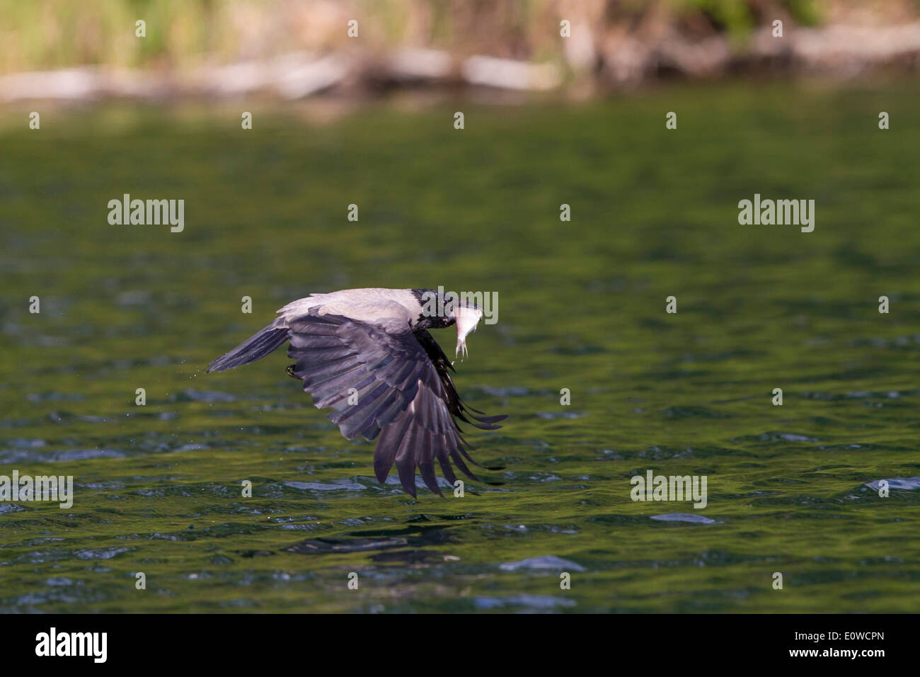 Hooded Crow (Corvus corone cornix). Adult with a fish in its beak in flight close to the waters surface. Mecklenburg-Western Pom Stock Photo