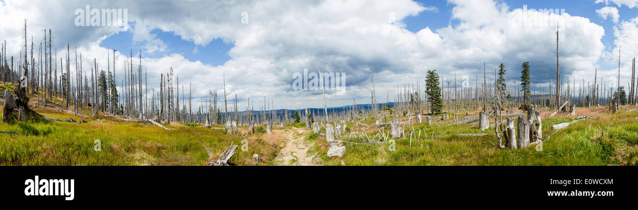 A large scale bark beetle infestation caused a lot of dead trees. Among them young, healthy trees. Bavarian Forest National Park Stock Photo